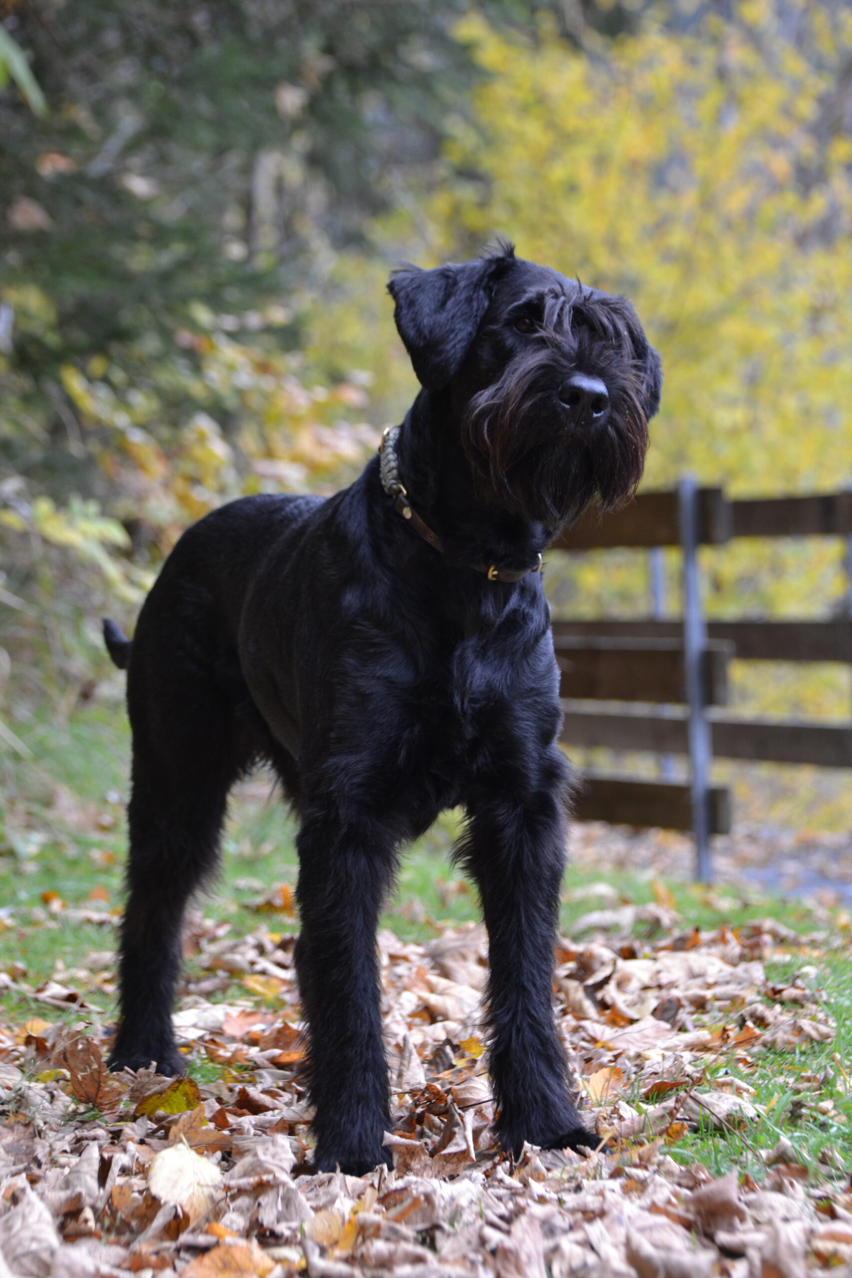 Hund in natürlicher Umgebung – artgerechte Haltung und passender Tierbedarf für Hunde