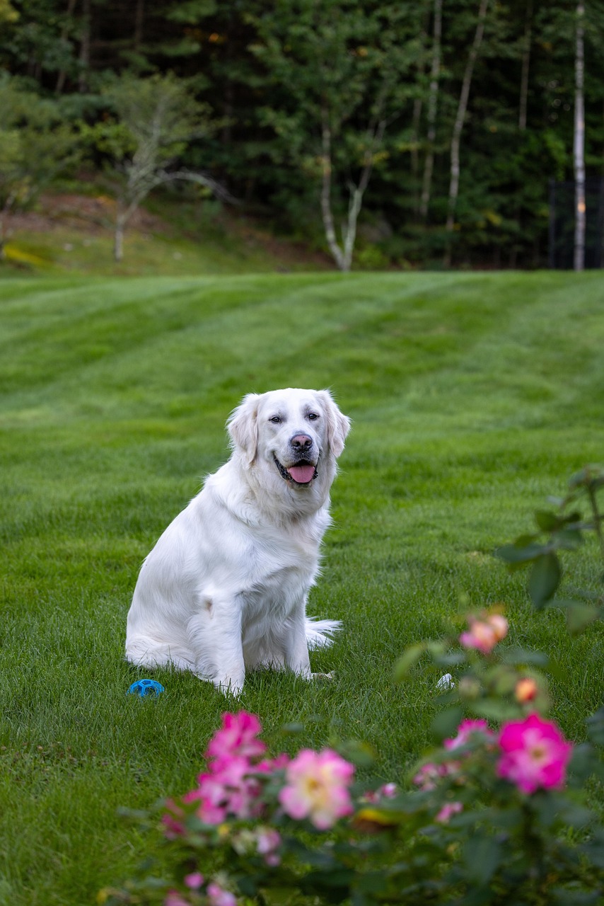 Hund auf Wiese – ausgewogene Ernährung und individuelle Ernährungsberatung für Hunde
