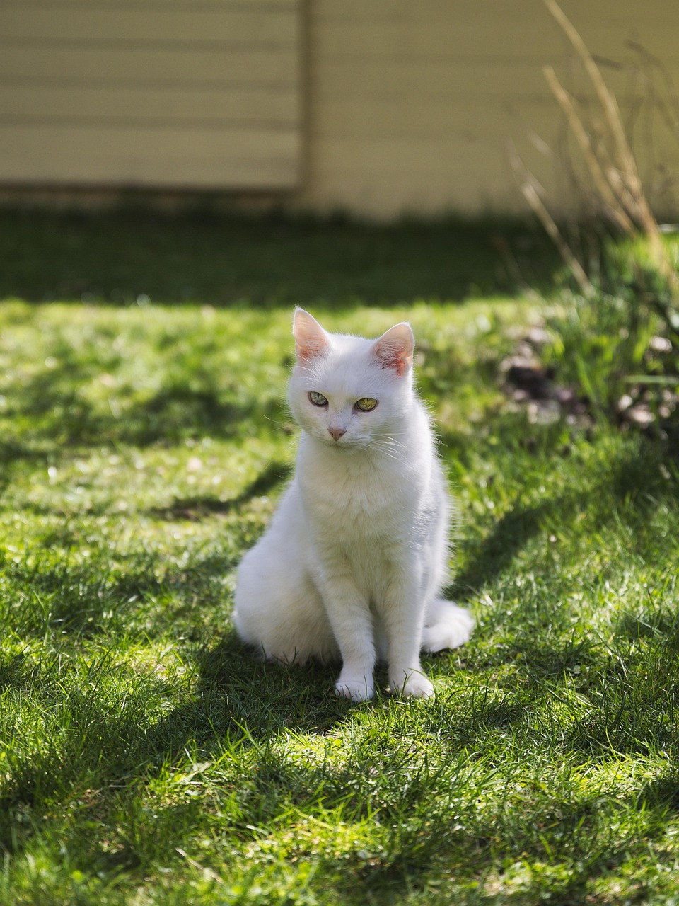 Weiße Katze im Garten – natürliche Haltung und ausgewogene Ernährung für Katzen