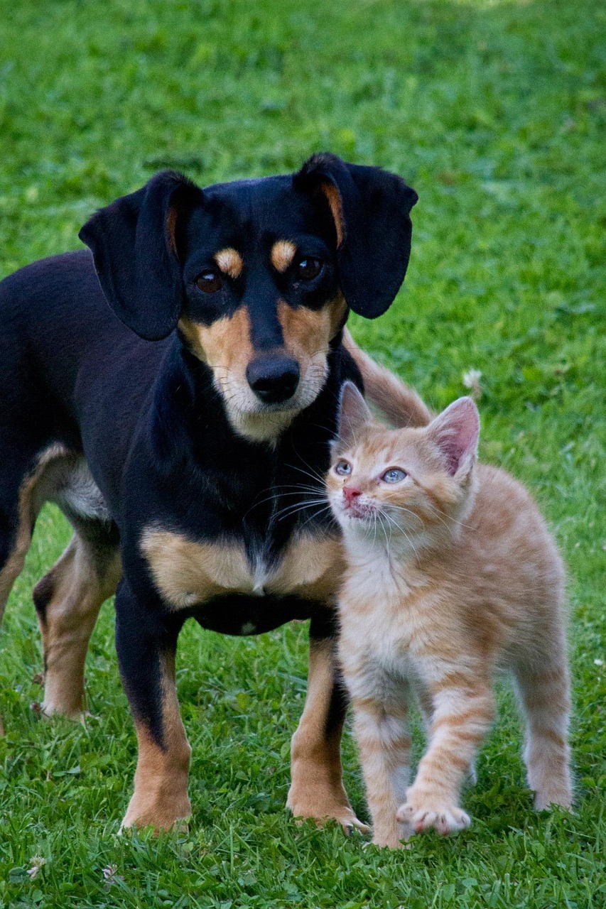 Hund und Katze gemeinsam im Freien – artgerechte Tiernahrung und hochwertiger Tierbedarf