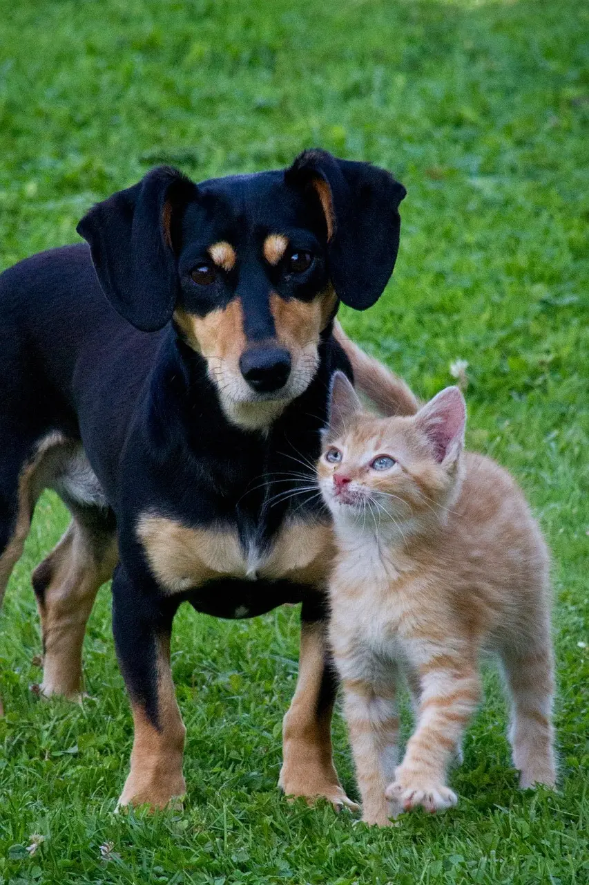 Hund und Katze gemeinsam im Freien – artgerechte Tiernahrung und hochwertiger Tierbedarf