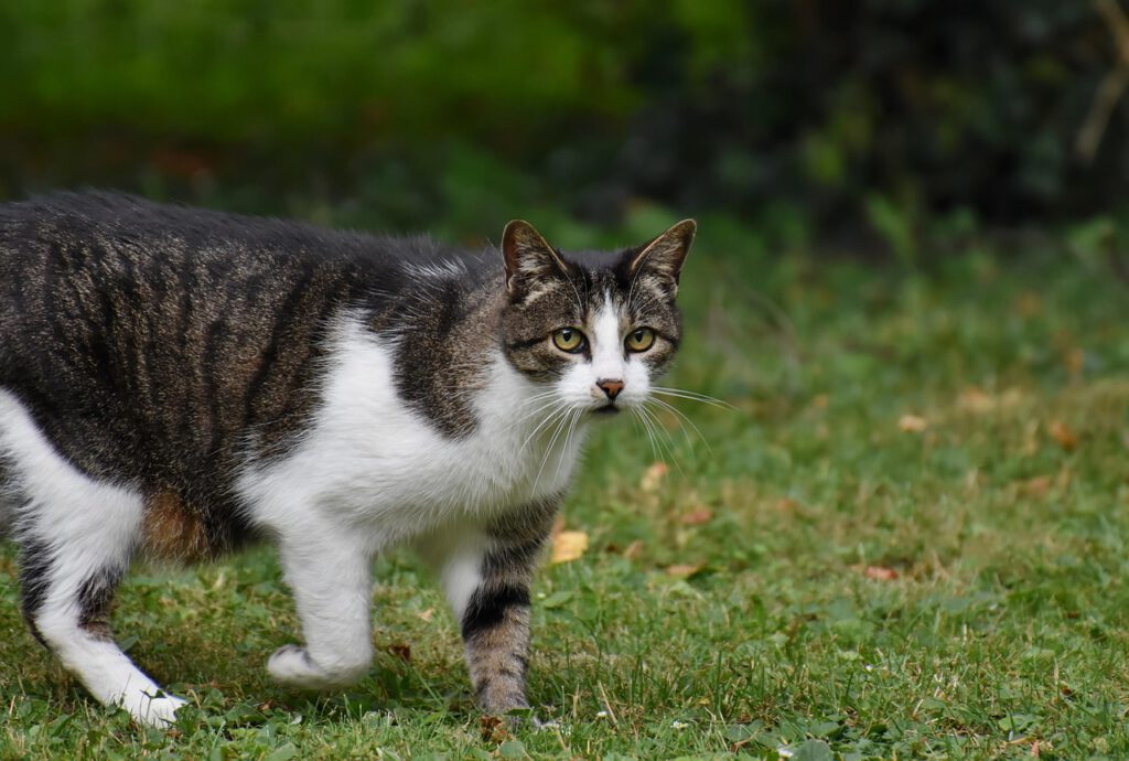 Katze im Freien – natürliche Haltung und hochwertiger Tierbedarf für Katzen