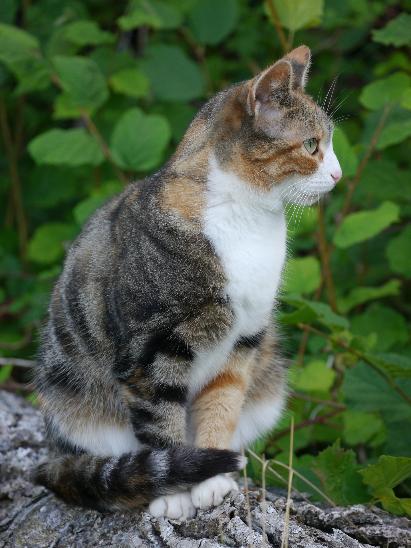 Katze im Grünen – natürliche Haltung und ausgewogene Ernährung für Katzen