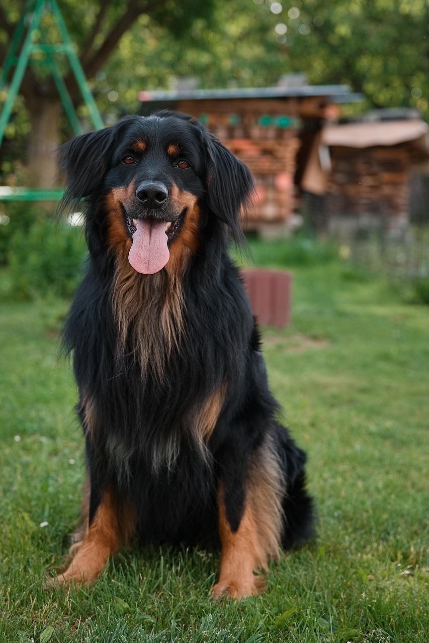 Hund im Freien – gesunde Ernährung und individuelle Ernährungsberatung für Hunde