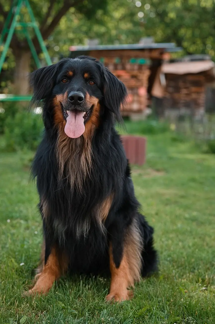 Hund im Freien – gesunde Ernährung und individuelle Ernährungsberatung für Hunde