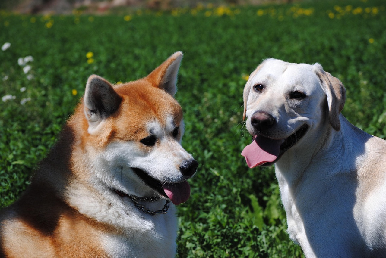 Zwei Hunde im Freien – gesunde Ernährung und individuelle Ernährungsberatung für Hunde