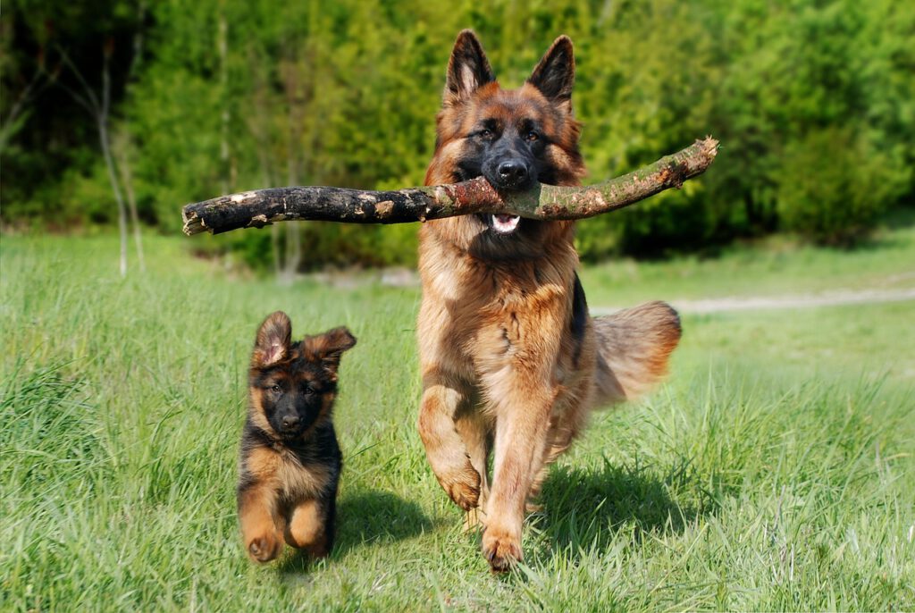 Hund und Welpe im Freien – artgerechte Bewegung und hochwertiger Tierbedarf für Hunde